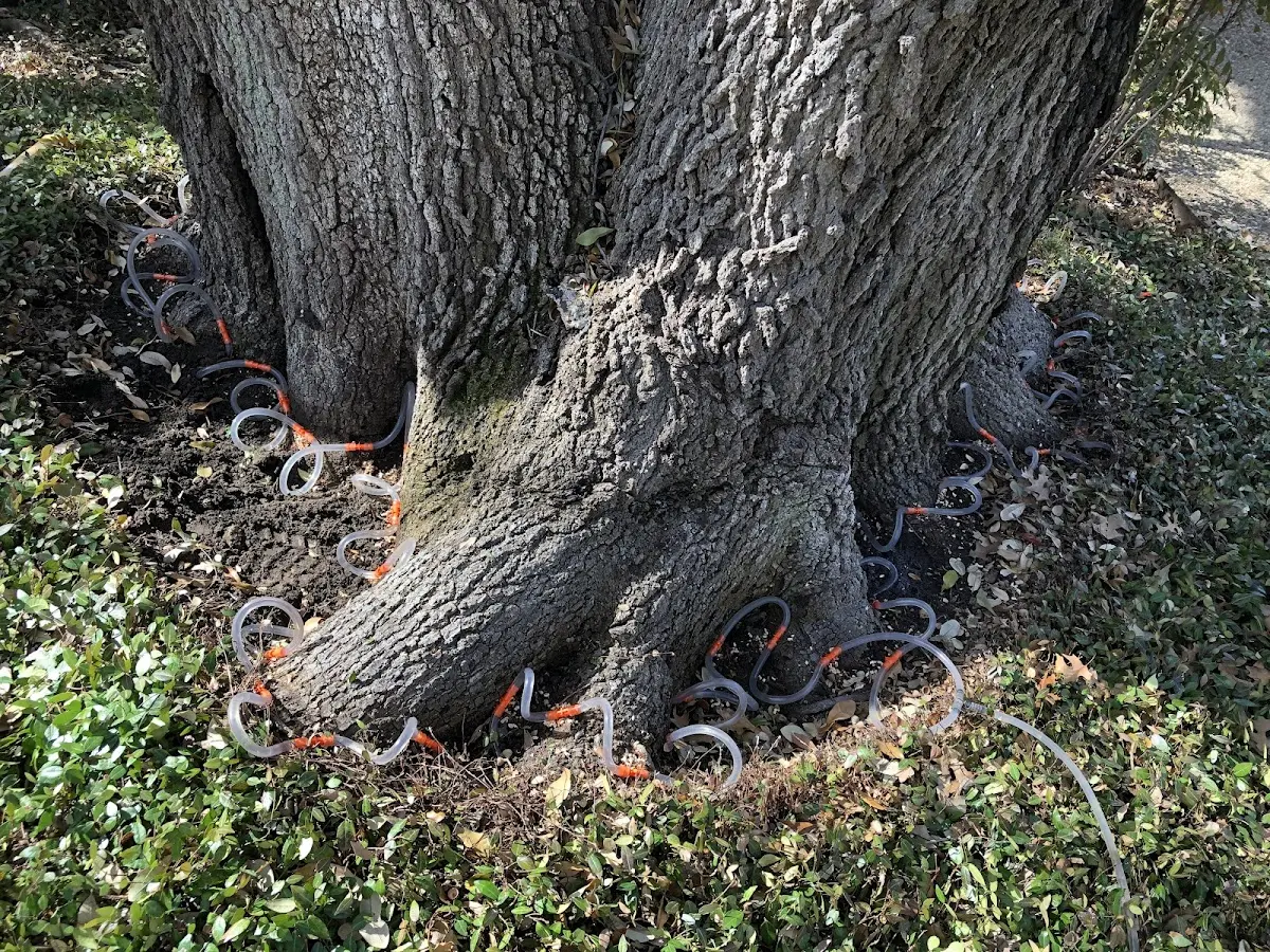 Detailed Tree Cabling and Bracing job site in Vanceburg